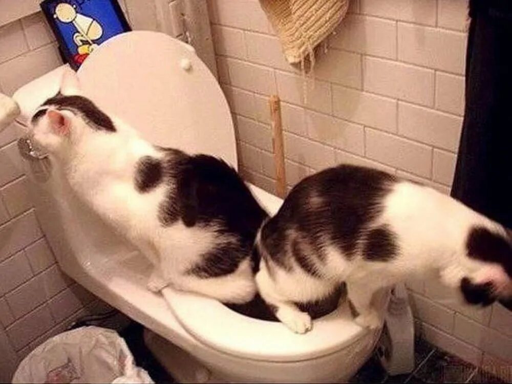Включи разговаривающие коты