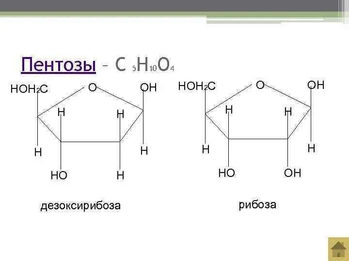 Биологическая роль рибозы. Рибоза и дезоксирибоза. Строение рибозы и дезоксирибозы. D-2-дезоксирибоза. Дезоксирибоза структурная формула.