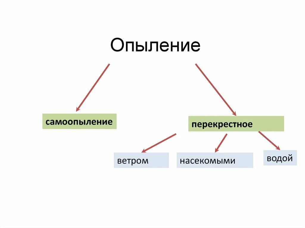 Схема самоопыления хвойные