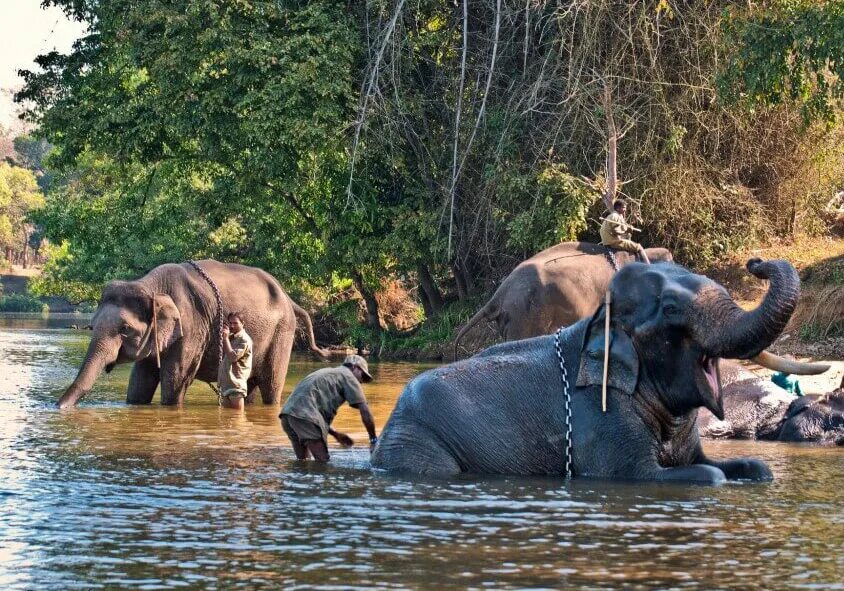 Элефант Камп. Indian Camp for Elephants. Coorg Wildlife. Twyfelfontain Elephant Campsite.