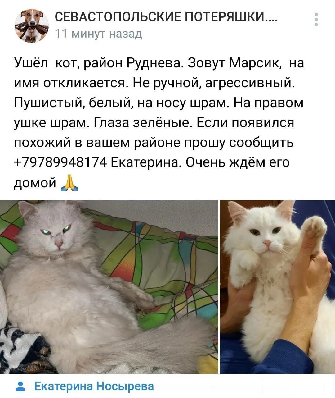 Кот ма. Севастополь потерялся кот. от кого произошел кот. вася а от кого коты произошли от львов. котахма.