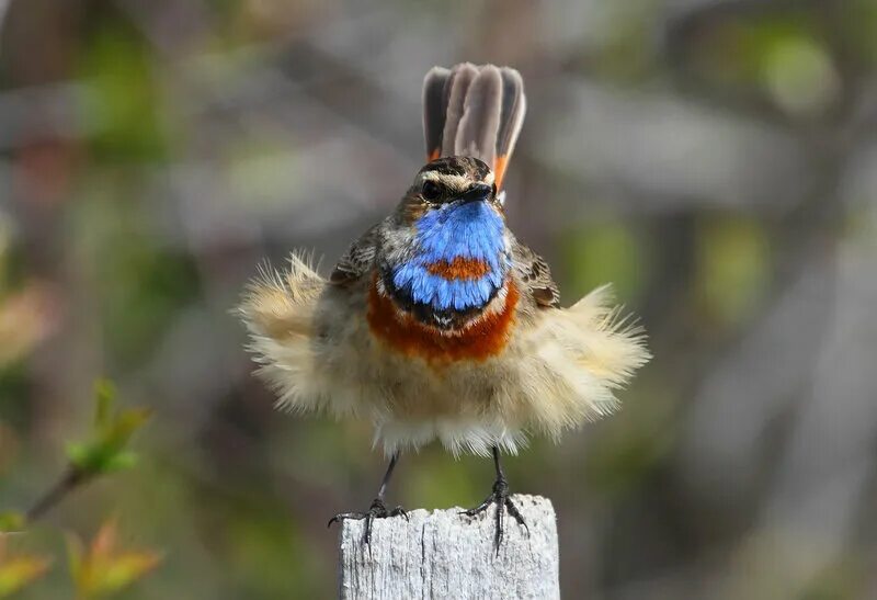 коричневое перо. птица распушила перья. филин обыкновенный. борнейский павлиний фазан. перья птиц.