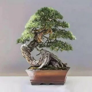 Китайская комнатная дерево