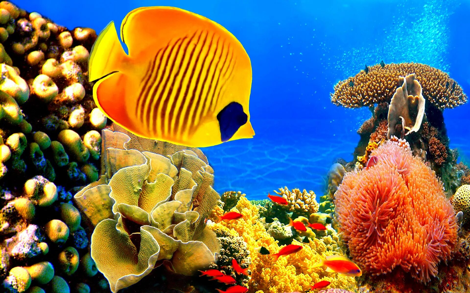 Подводный мир красного моря Хургада. Рифы в океане. Жители рифов коралловых красное море. Эйлат коралловый риф.