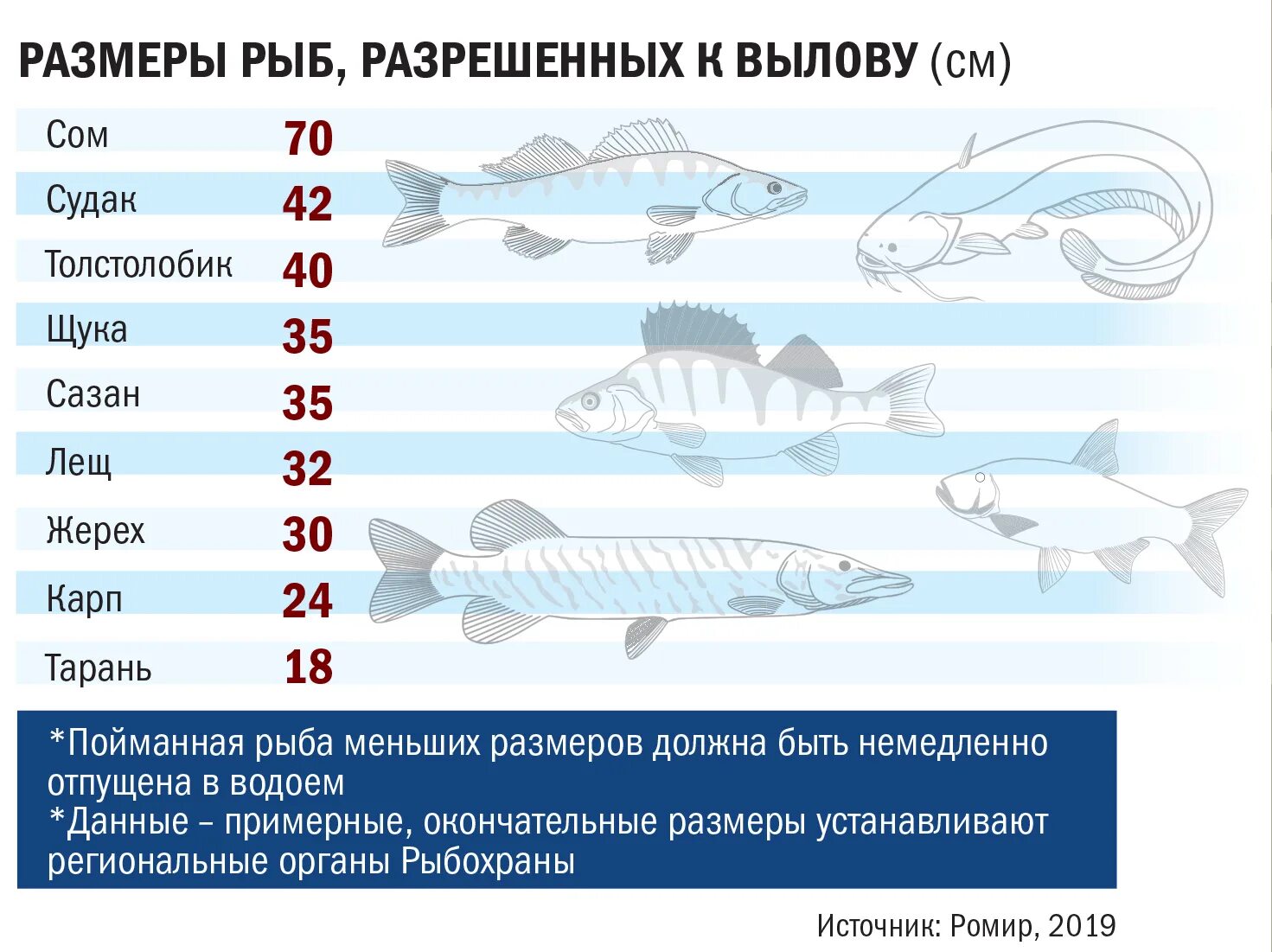 Норма ловли. Размер вылавливаемой рыбы. Размеры рыб для ловли. Допустимый размер выловленной рыбы. Разрешённый размер вылавливаемой рыбы.