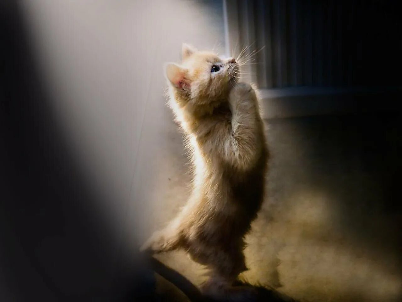Пожалуйста это. Котик молится. Молящий котик. Кот просит прощения. Котенок просит.