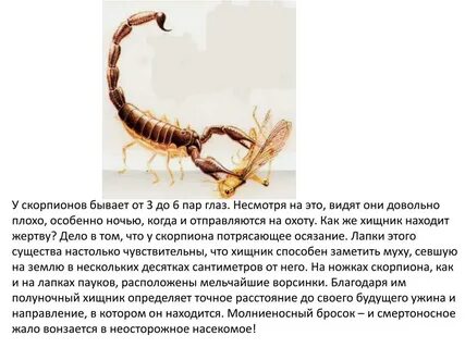 Скорпион комплимент