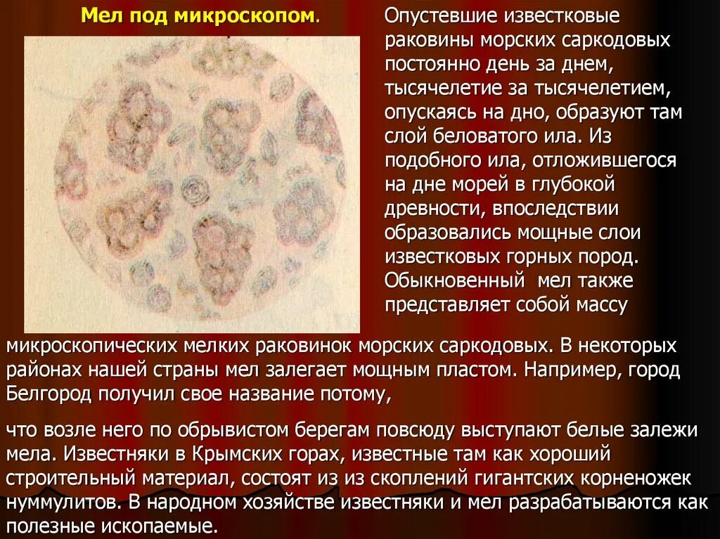 Как выглядит мел под микроскопом Мел и известняк образовались из раковин