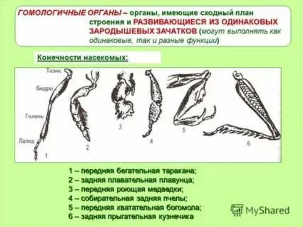 Гомология конечностей насекомых таблица. Строение ноги бегательного типа насекомого. Основные типы ног насекомых. Строение конечностей насекомых. Конечности пчелы и кузнечика ласты дельфина