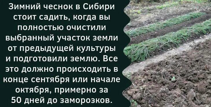 После каких можно сажать чеснок. Посадка чеснока под зиму в Сибири. Когда сажать чеснок осенью. Сроки посадки чеснока. Когда садить чеснок на зиму в Сибири.