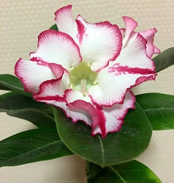 адениум chocolate. адениум ленд интернет. адениум наоми. адениум ленд интернет. адениум ленд интернет.