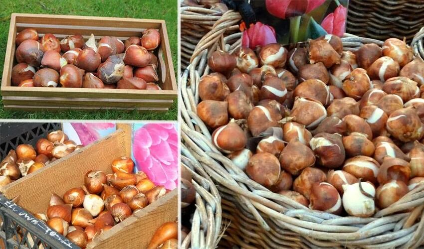 Как сохранить репчатый