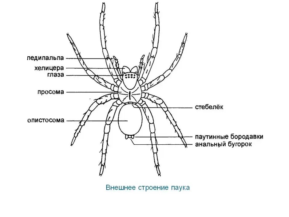 Внешнее строение паука крестовика рисунок. Строение паука крестовика. Внешнее строение паука 7 класс биология. Внешнее строение паука крестовика 7 класс.