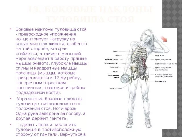 Стороны туловища. Боковые наклоны туловища стоя. Упражнения для боковых мышц туловища. Боковые наклоны с гантелей стоя. Наклон туловища в сторону мышцы.