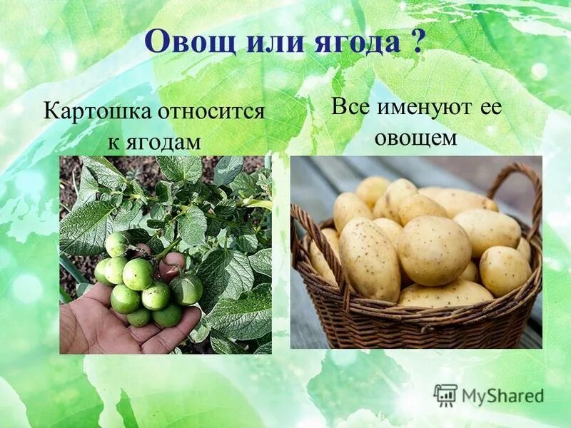 Курсовая работа картофель