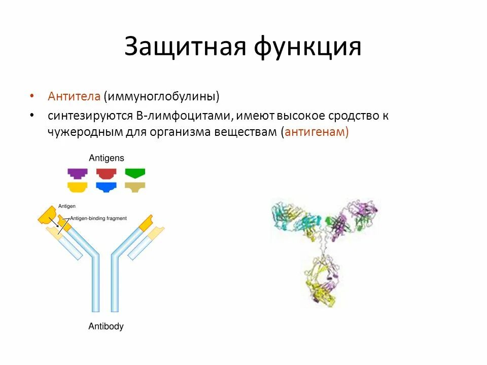 Иммуноглобулин функция белка. Функция белков антител. Антитела белок функция. Функции иммуноглобулинов.