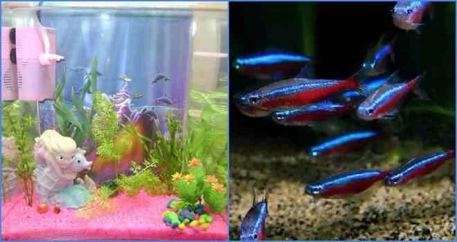 Как размножаются неоны. Мальки неонов. Неончики рыбки размножение. Неон рыбки аквариумные мальки. Неончики аквариумные рыбки.