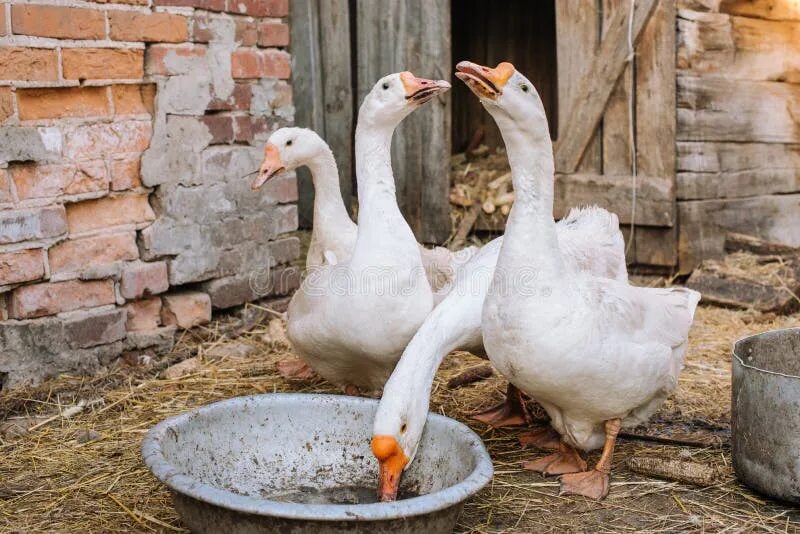 Петрозаводск гусь дикие. Куры и гуси во дворе. Гусь во дворе. Гусь во дворе. Домашние животные во дворе.