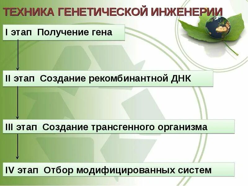 Последовательность этапов получения генномодифицированных бактерий