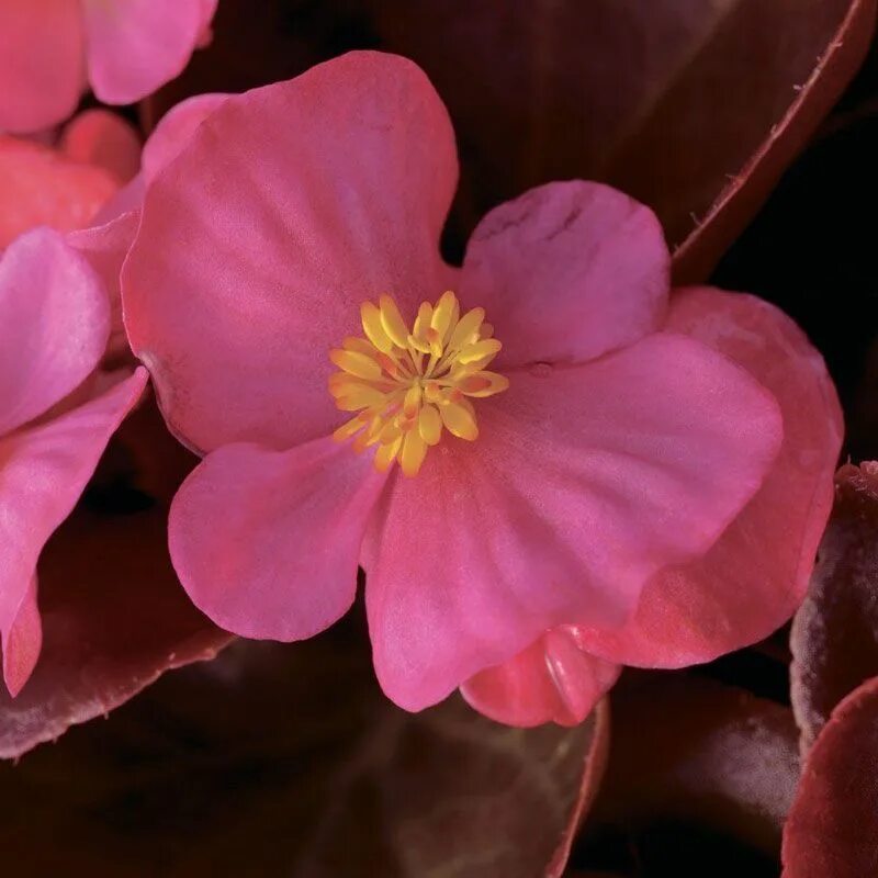 Бегония вечноцветущая бронзоволистная. Бегония вечноцветущая саката. Однолетние цветы бегония. Бегония вечноцветущая (begonia semperflorens). Бегония бада.