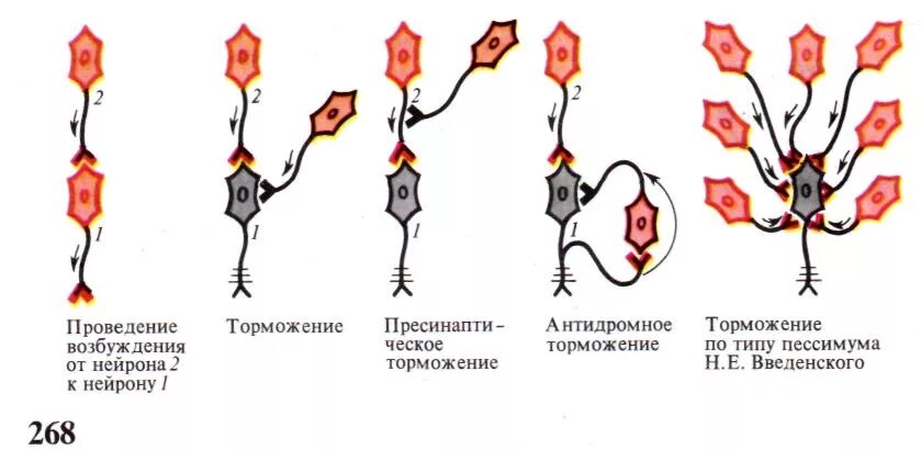 Торможение после финального усилия достигается с помощью. Опыт сеченова торможение в цнс схема. вторичное торможение физиология схема. торможение в цнс физиология схемы. схема первичного торможения физиология.