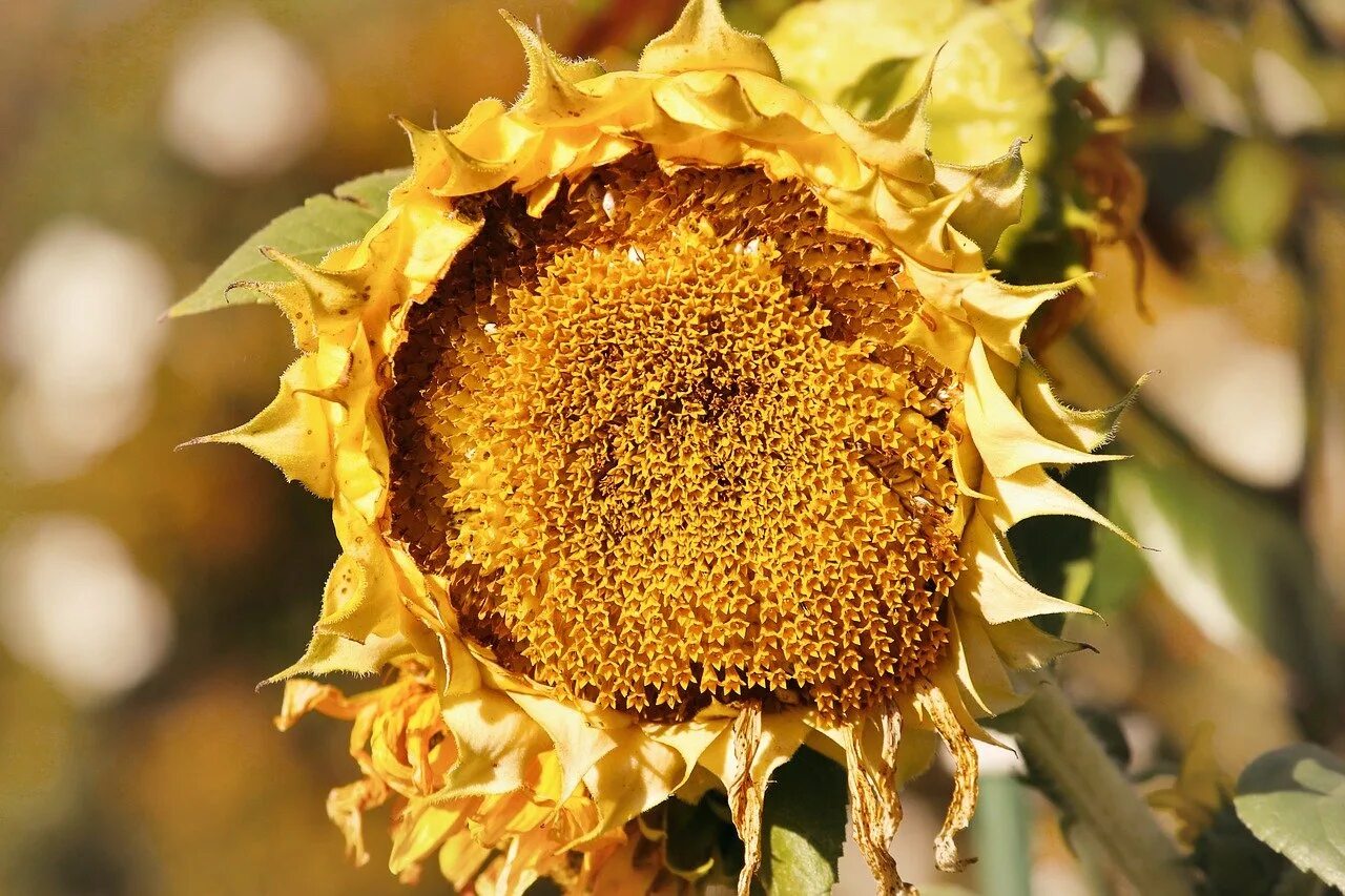 Старый подсолнух. Подсолнечник реснитчатый (helianthus ciliaris dc.). осень подсолнухи. подсолнечник осенью. увядающие подсолнухи.