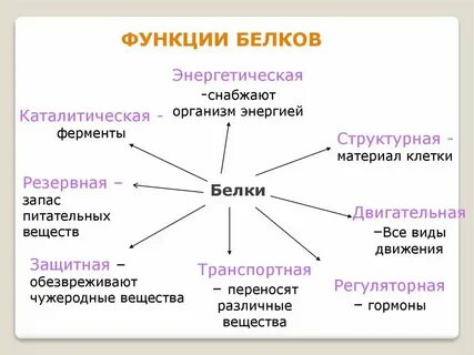 Функции белка химия