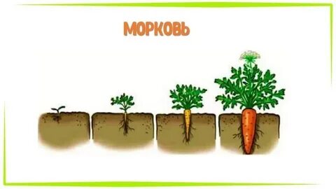 Схема роста растений