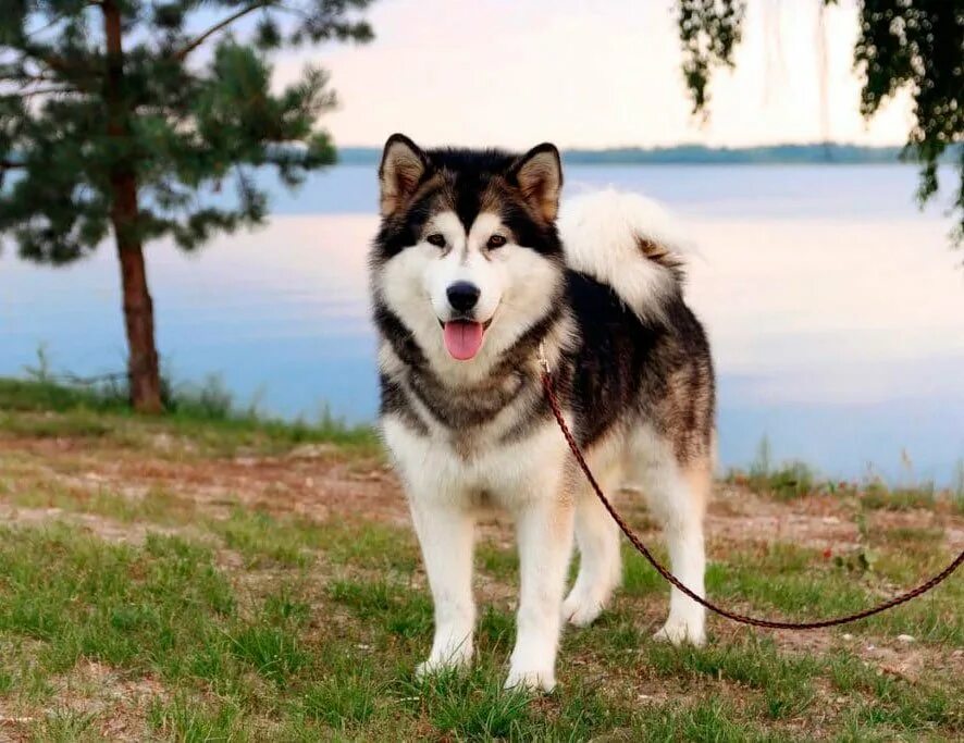 Среднеазиатская овчарка алабай. Русская борзая волкодав. Русская псовая борзая волкодав. Аборигенная кавказская овчарка. Порода собак 5 б.