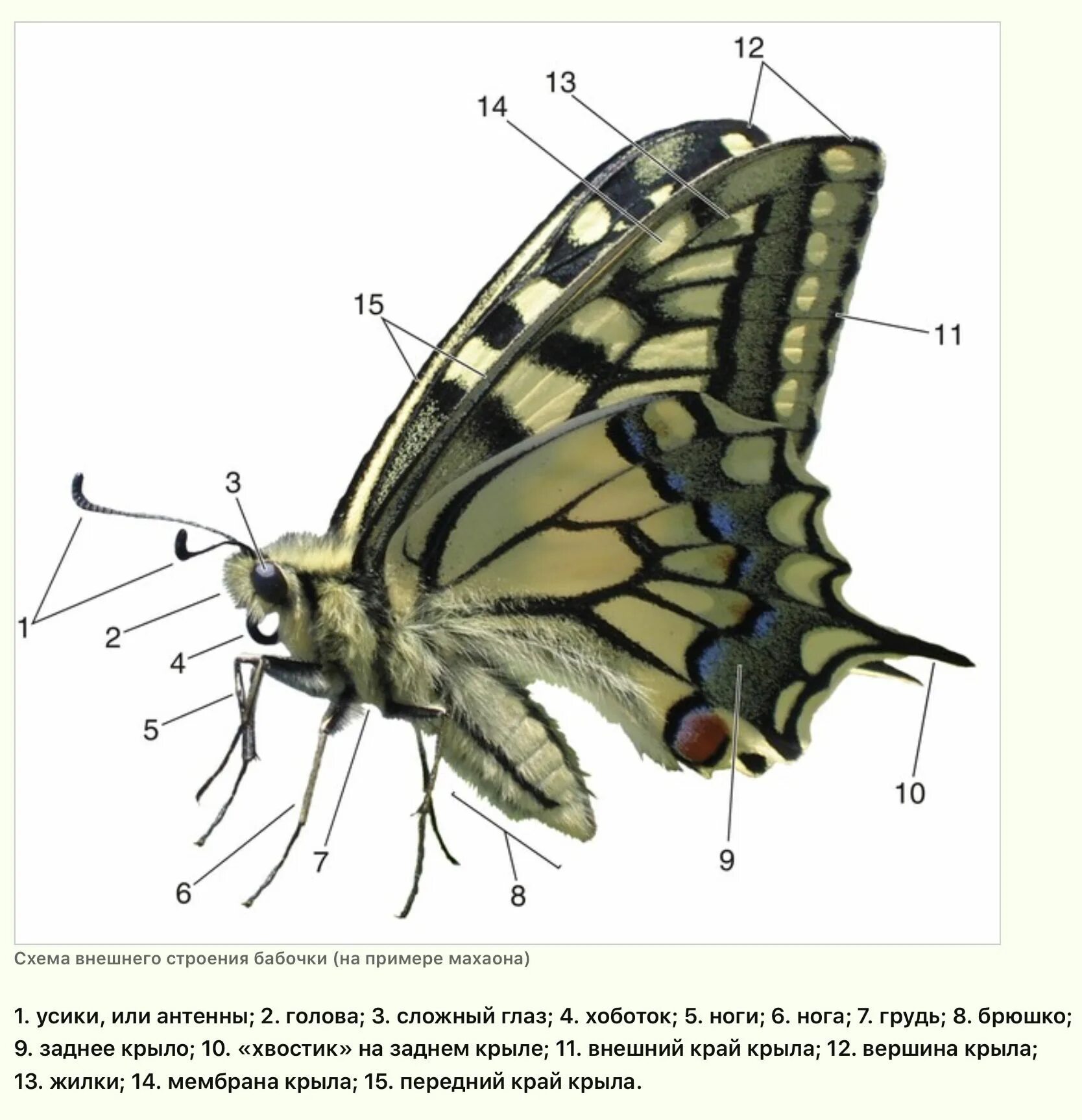 Оборудования для исследования строения крыла бабочки. Строение бабочки Махаон. Чешуекрылые бабочки строение. Строение бабочки капустницы схема. Бабочка Махаон строение тела.