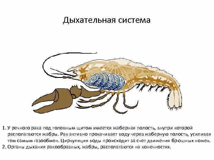 Какое хватание у рака. Система дыхания ракообразных. Строение дыхательной системы ракообразных. Дыхательная система членистоногих. Органы дыхания ракообразных.