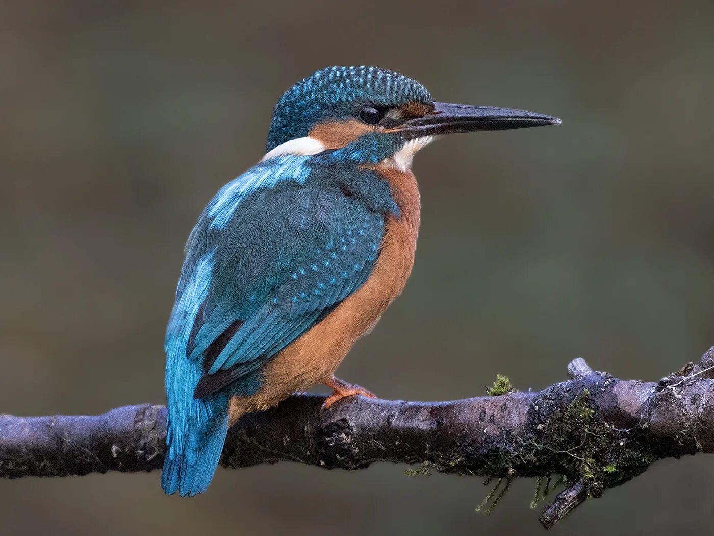 Опоясанный пегий зимородок. Птица с синим клювом. Обыкновенный зимородок. Зимородок крымский. Зимородок кингфишер.