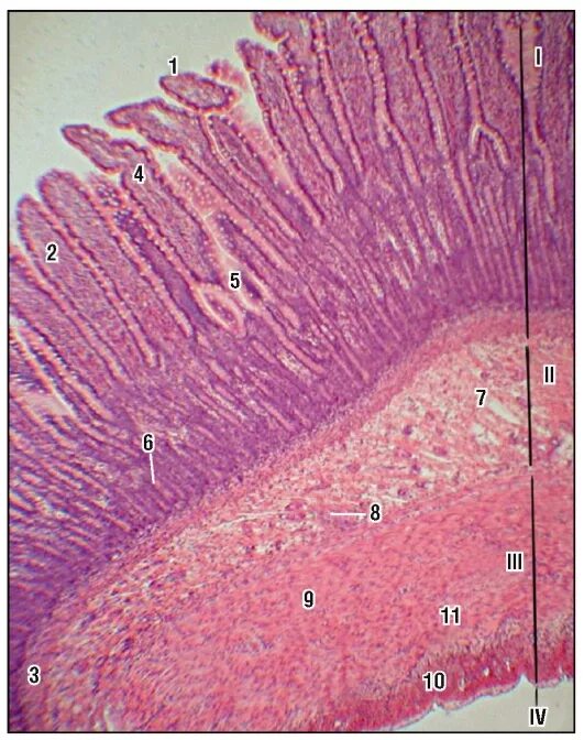 Слизистая оболочка желудка гистология. Ворсинки тонкой кишки гистология. Система крипта ворсинка гистология. Эпителий слизистой оболочки тонкого кишечника. Эпителий крипт тонкой кишки.
