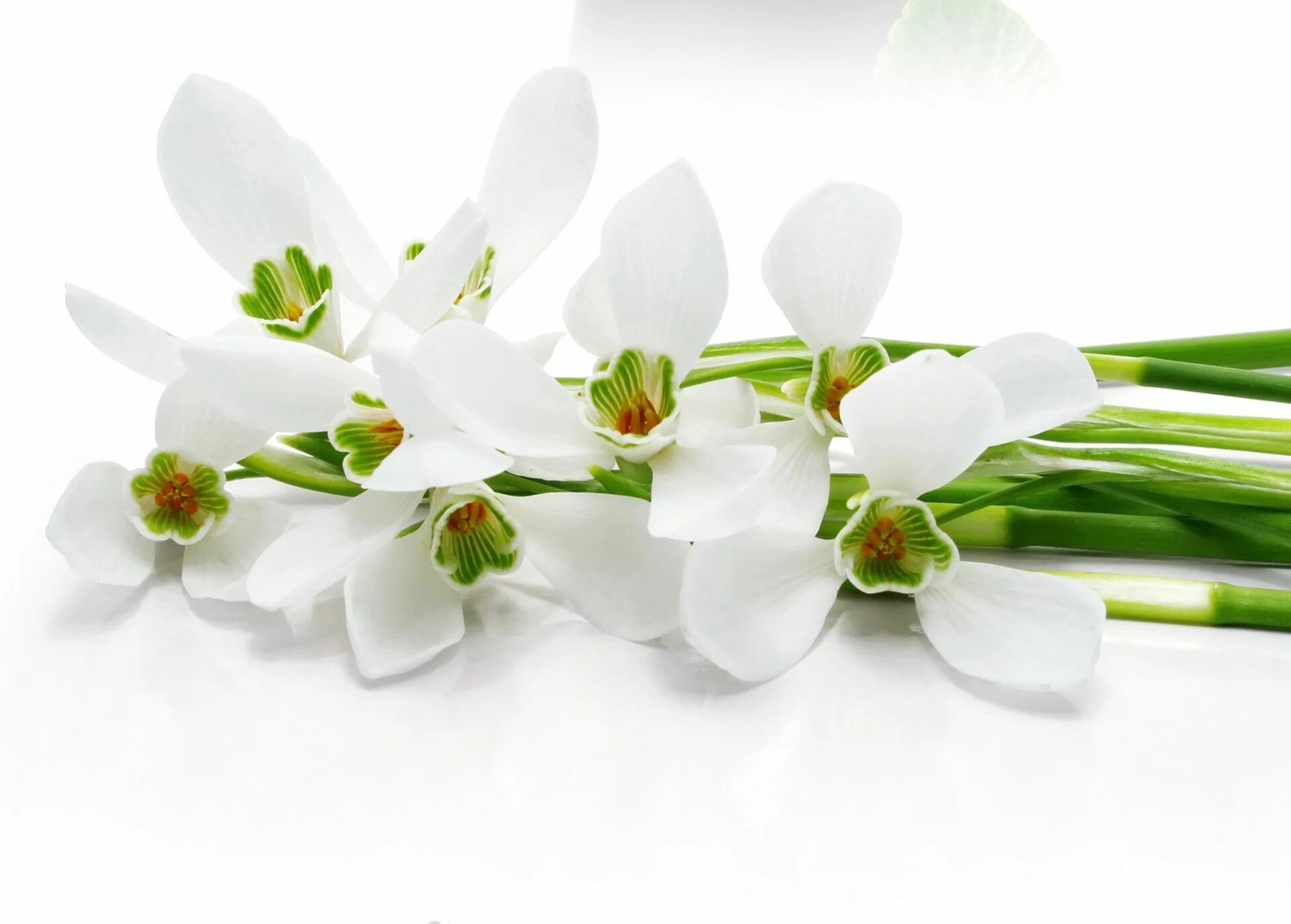Wait flowers