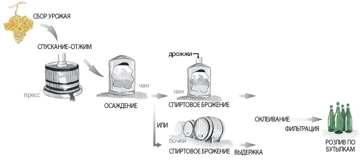 Технологическая схема производства сухого красного вина. Технология производства красных вин. Производство вина технология схема. Схема производства красного вина. Технологическая схема производства коньяка.