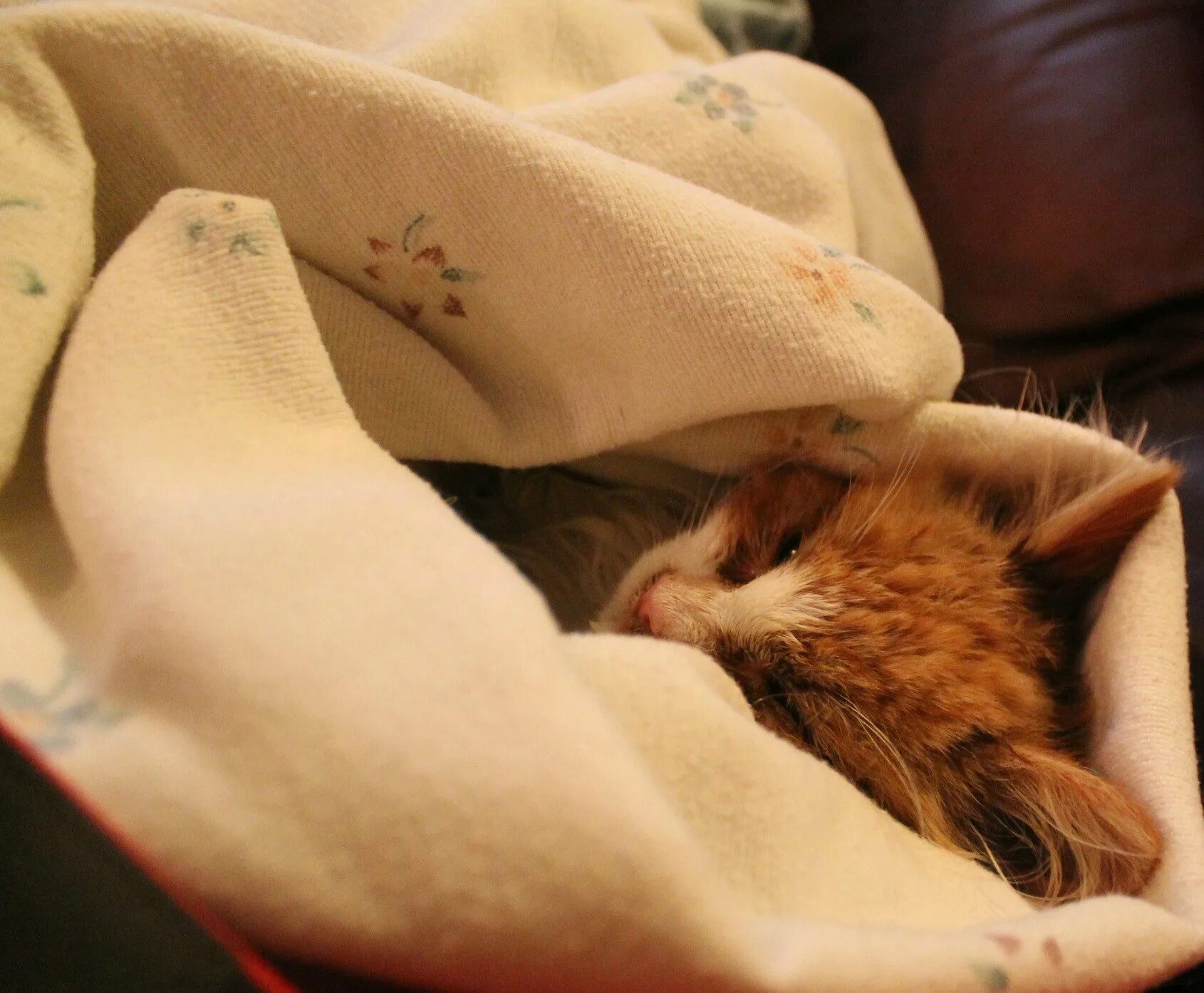 Кот в одеяле. Котенок под одеялом. рыжий котенок под одеялом. котенок спит в одеяле. рыжий кот в одеяле.