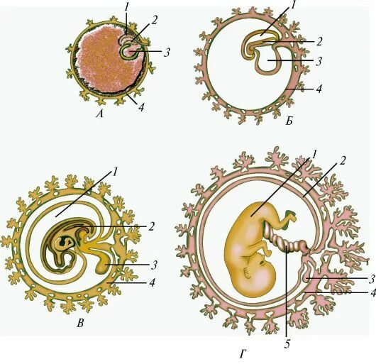 Появление амниона и других зародышевых оболочек. Зародышевые оболочки амнион и хорион. 40) Зародышевые оболочки плода.. Провизорные органы зародыша человека. Зародышевые оболочки высших позвоночных.