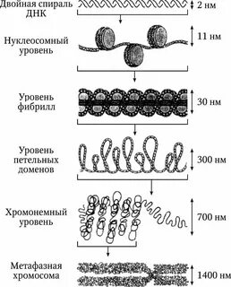 Уровни структурной организации хромосом