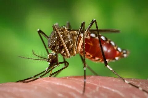 Dengue virus