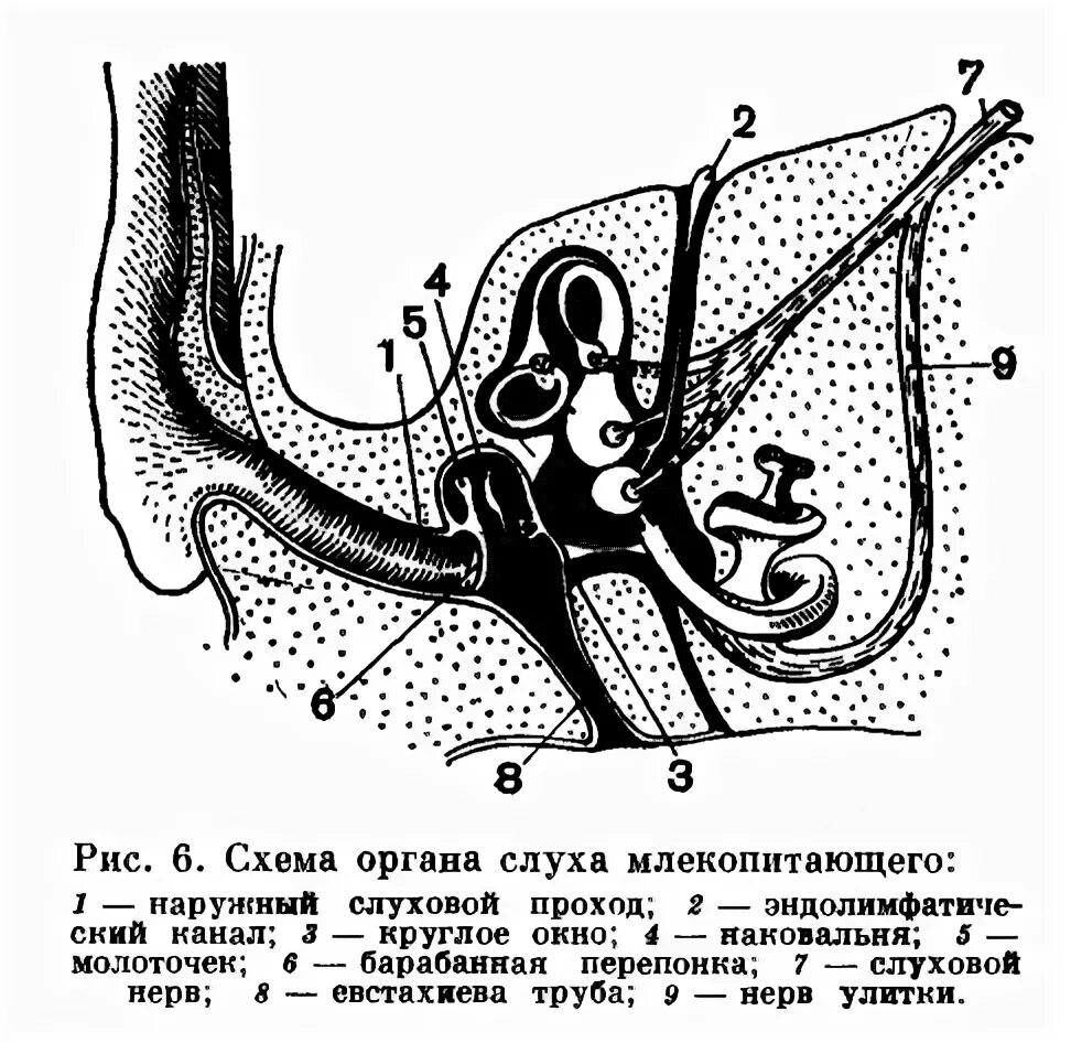 Строение внутреннего уха млекопитающих. Строение уха КРС. Строение органов слуха млекопитающих схема. Строение уха животного. Орган слуха у млекопитающих