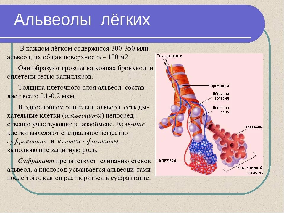 Альвеолярная ткань легких. Лёгочная альвеола. Альвеолы это лёгочные пузырьки. Строение альвеол. Легкие значение кратко