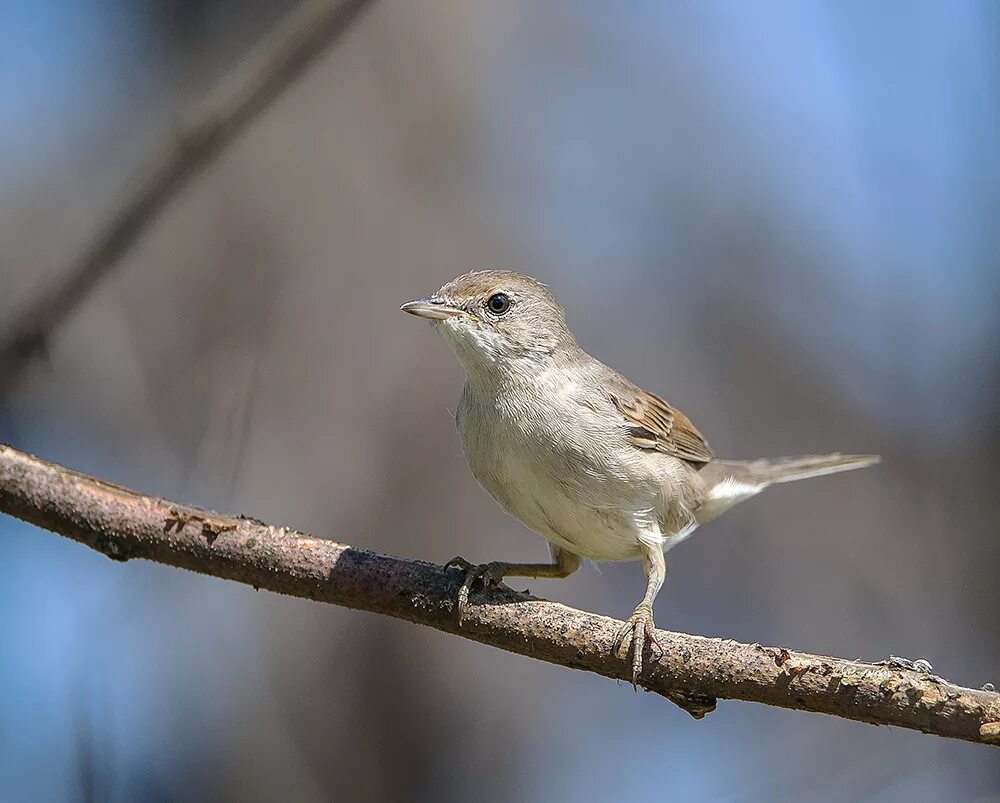 Серая Славка (Sylvia communis). Серая Славка (Sylvia communis) Вики. Птичка серая Славка. Садовая Славка птица.