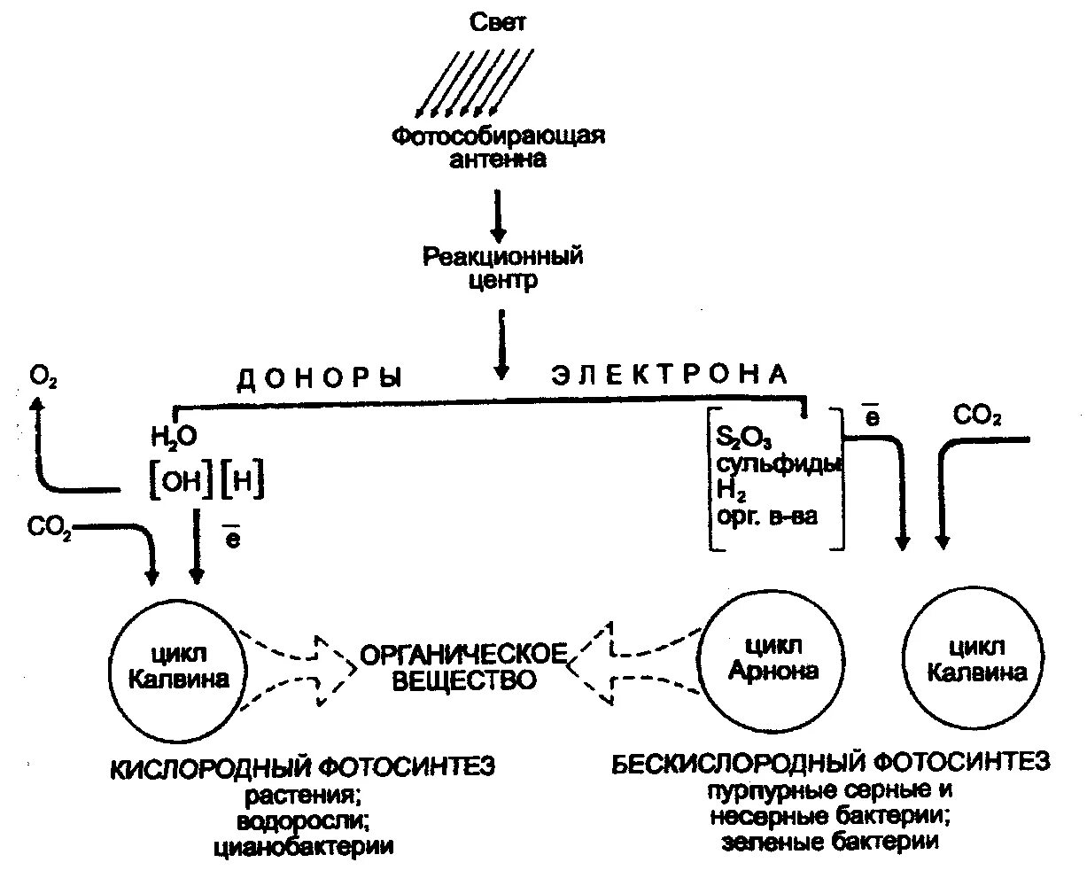 Фотосинтез бактерий схема. Фотосинтез цианобактерий схема. Схема аноксигенного фотосинтеза. Фотосинтез пурпурных бактерий схема.