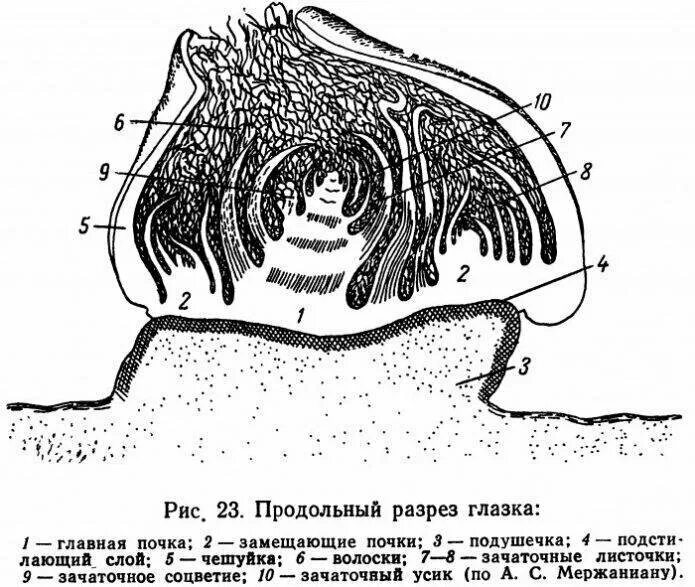 Строение глазка винограда. Поперечный разрез глазка виноградной лозы. Зимующий глазок винограда. Виноград с глазками. Виноград глазок