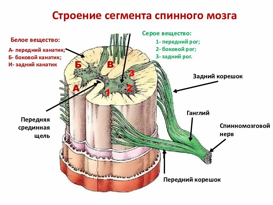 Передние и задние рога сегментов спинного. Строение бокового канатика спинного мозга. Структура спинного мозг боковые рога. Задние канатики спинного мозга функции. Боковой канатик белого вещества спинного мозга.