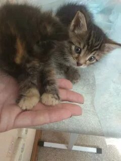 Котята екатеринбург