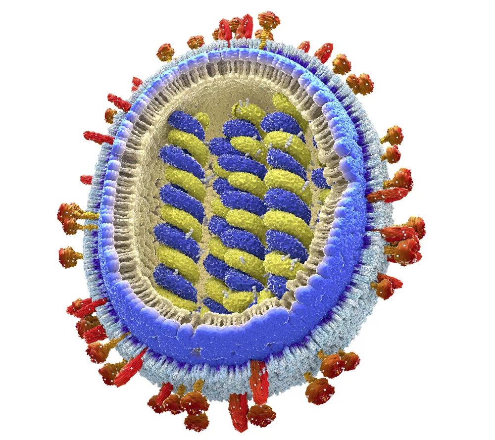 Вирус гриппа одноклеточный. РНК вируса гриппа. Вирус и трип. Изображение вируса гриппа. Вирусы ортомиксовирусы.