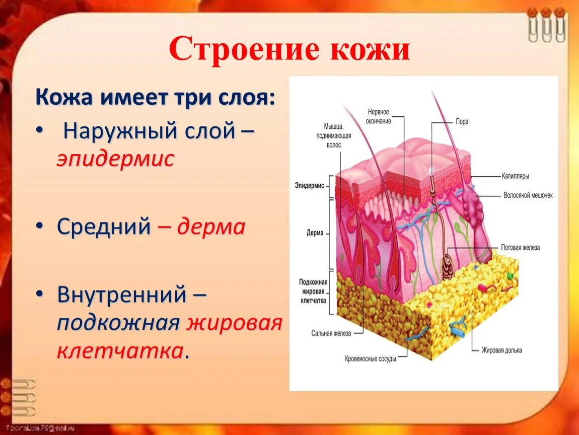 Строение кожи три слоя. Слои кожи человека 3 класс 3 слоя. Эпидермис дерма подкожная клетчатка. Слой 1) эпидермис 2) дерма 3) гиподерма.