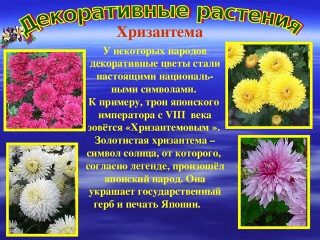Хризантема краткое описание. Описание цветка хризантема. Легенды об осенних цветах. Описание цветка хризантема. Хризантемы описание цветка.