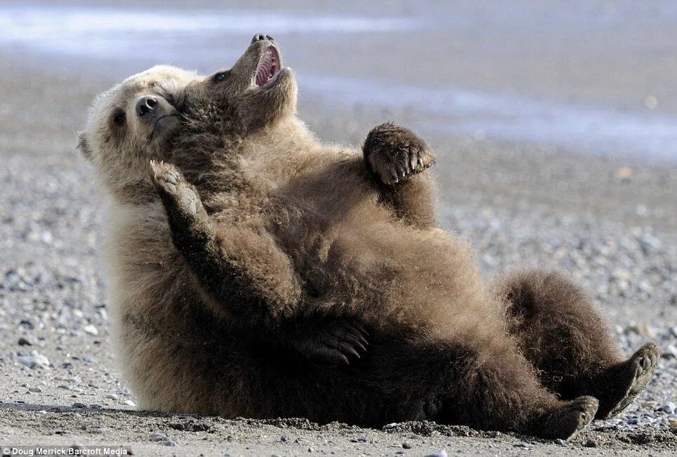 Смешной медвежонок. Funny bear. Медведь фото. Funny bear. Бурый медведь.